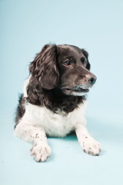 stabyhoun veya Frizce işaret eden köpek izole