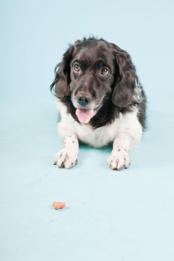 Stüdyo portre stabyhoun ya açık mavi renkli izole Frizce işaret eden köpek