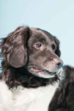 stabyhoun veya Frizce işaret eden köpek izole