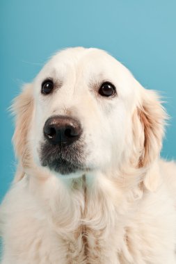 golden retriever açık mavi renkli izole. Stüdyo vurdu.