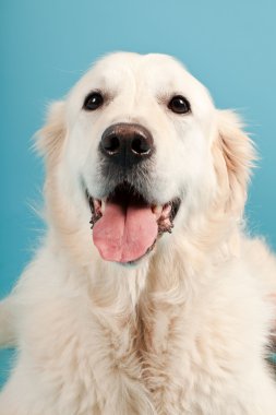 golden retriever açık mavi renkli izole. Stüdyo vurdu.