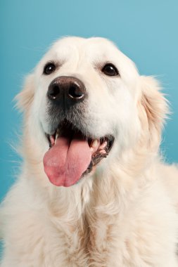 golden retriever açık mavi renkli izole. Stüdyo vurdu.