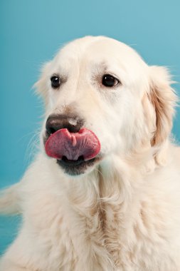 golden retriever açık mavi renkli izole. Stüdyo vurdu.