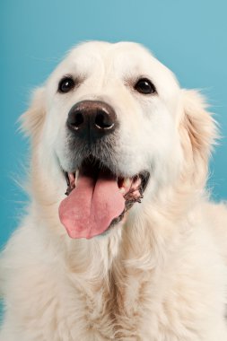 golden retriever açık mavi renkli izole. Stüdyo vurdu.