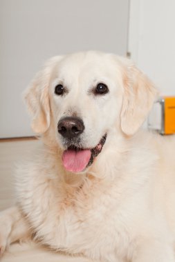 golden retriever ahşap zemin üzerinde gri kapı önünde yalan portresi. Oturma odası.