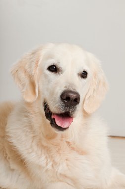 golden retriever ahşap zemin üzerinde gri kapı önünde yalan portresi. Oturma odası.