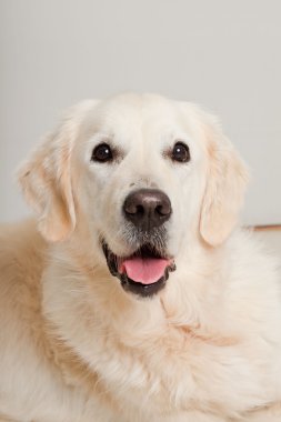 golden retriever ahşap zemin üzerinde gri kapı önünde yalan portresi. Oturma odası.