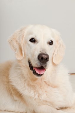 golden retriever ahşap zemin üzerinde gri kapı önünde yalan portresi. Oturma odası.