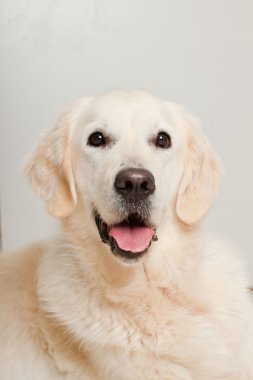 golden retriever ahşap zemin üzerinde gri kapı önünde yalan portresi. Oturma odası.