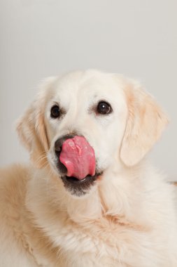 golden retriever ahşap zemin üzerinde gri kapı önünde yalan portresi. Oturma odası.