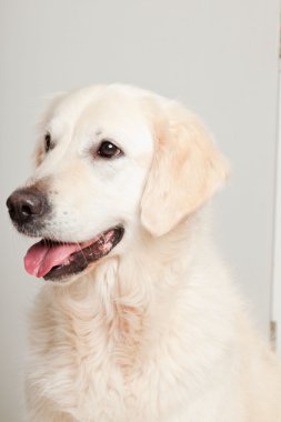 golden retriever ahşap zemin üzerinde gri kapı önünde yalan portresi. Oturma odası.