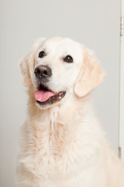 golden retriever ahşap zemin üzerinde gri kapı önünde yalan portresi. Oturma odası.