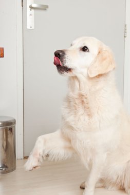 golden retriever ahşap zemin üzerinde gri kapı önünde yalan portresi. Oturma odası.