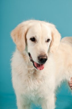 golden retriever açık mavi renkli izole. Stüdyo vurdu.