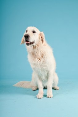 golden retriever açık mavi renkli izole. Stüdyo vurdu.