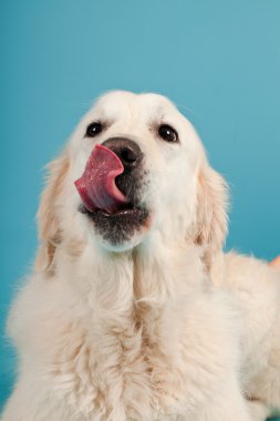 golden retriever açık mavi renkli izole. Stüdyo vurdu.