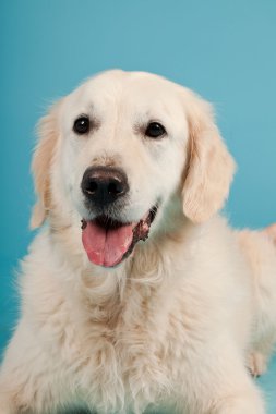 golden retriever açık mavi renkli izole. Stüdyo vurdu.