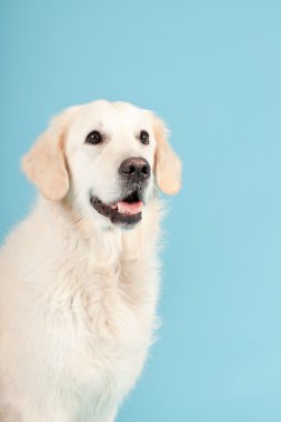 golden retriever açık mavi renkli izole. Stüdyo vurdu.