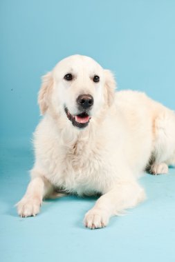 golden retriever açık mavi renkli izole. Stüdyo vurdu.