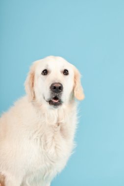 golden retriever açık mavi renkli izole. Stüdyo vurdu.