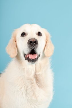 golden retriever açık mavi renkli izole. Stüdyo vurdu.