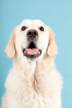 golden retriever açık mavi renkli izole. Stüdyo vurdu.