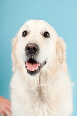 golden retriever açık mavi renkli izole. Stüdyo vurdu.