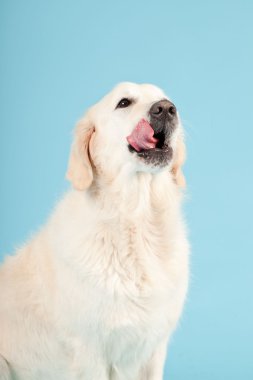 golden retriever açık mavi renkli izole. Stüdyo vurdu.