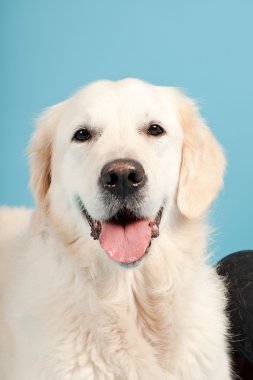 golden retriever açık mavi renkli izole. Stüdyo vurdu.