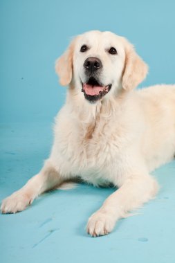 golden retriever açık mavi renkli izole. Stüdyo vurdu.