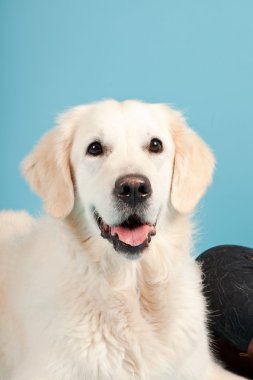 golden retriever açık mavi renkli izole. Stüdyo vurdu.