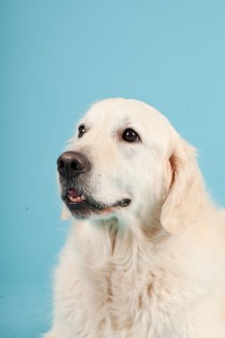 golden retriever açık mavi renkli izole. Stüdyo vurdu.