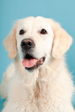 golden retriever açık mavi renkli izole. Stüdyo vurdu.