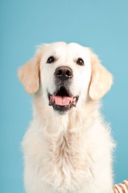 golden retriever açık mavi renkli izole. Stüdyo vurdu.