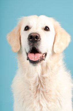 golden retriever açık mavi renkli izole. Stüdyo vurdu.