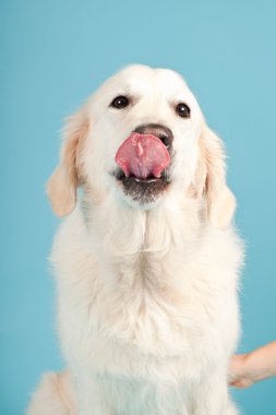 golden retriever açık mavi renkli izole. Stüdyo vurdu.