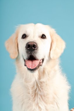 golden retriever açık mavi renkli izole. Stüdyo vurdu.