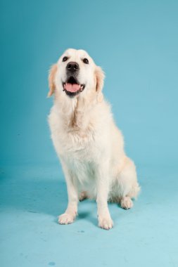 golden retriever açık mavi renkli izole. Stüdyo vurdu.