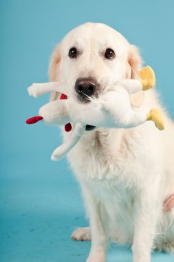 golden retriever açık mavi renkli izole. Stüdyo vurdu.