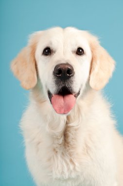 golden retriever açık mavi renkli izole. Stüdyo vurdu.