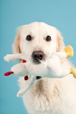 golden retriever açık mavi renkli izole. Stüdyo vurdu.