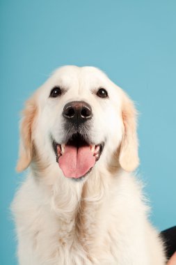 golden retriever açık mavi renkli izole. Stüdyo vurdu.