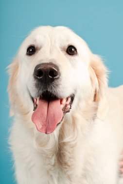 golden retriever açık mavi renkli izole. Stüdyo vurdu.