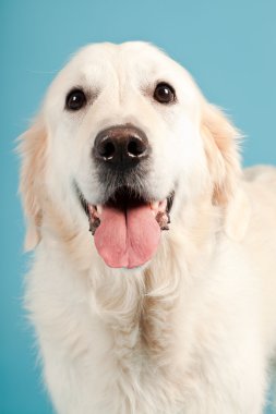 golden retriever açık mavi renkli izole. Stüdyo vurdu.