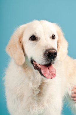 golden retriever açık mavi renkli izole. Stüdyo vurdu.