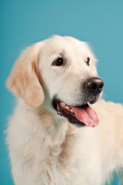 golden retriever açık mavi renkli izole. Stüdyo vurdu.