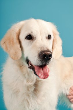 golden retriever açık mavi renkli izole. Stüdyo vurdu.