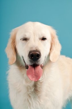 golden retriever açık mavi renkli izole. Stüdyo vurdu.