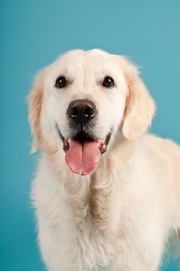 golden retriever açık mavi renkli izole. Stüdyo vurdu.