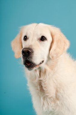 golden retriever açık mavi renkli izole. Stüdyo vurdu.